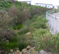 Wet Swale 1